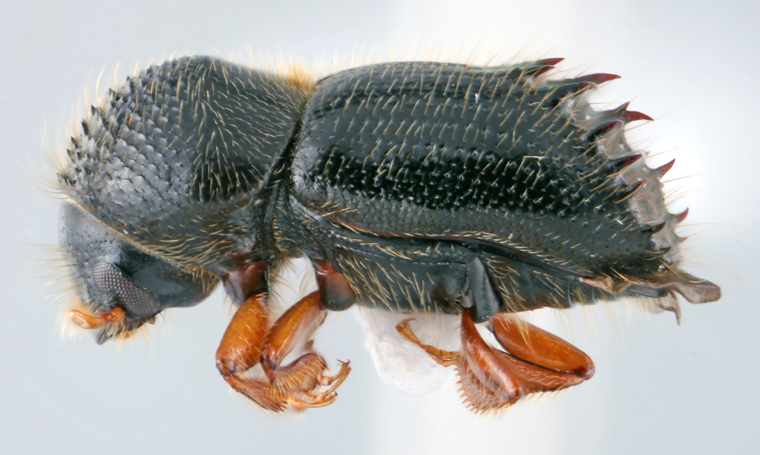 Ambrosia Beetle